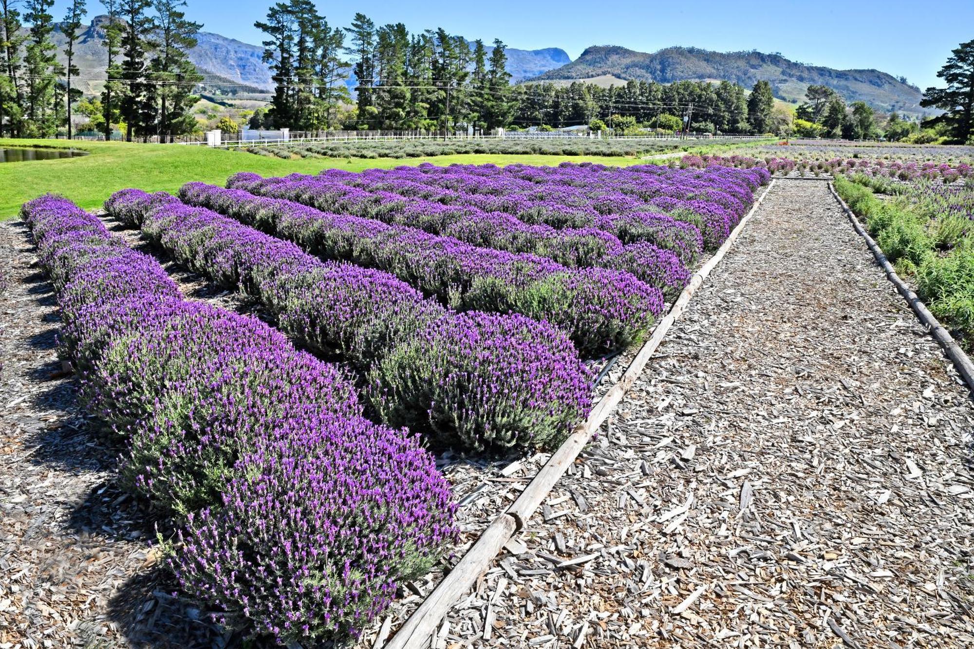 Lavender Farm Guest House Franschhoek Eksteriør billede