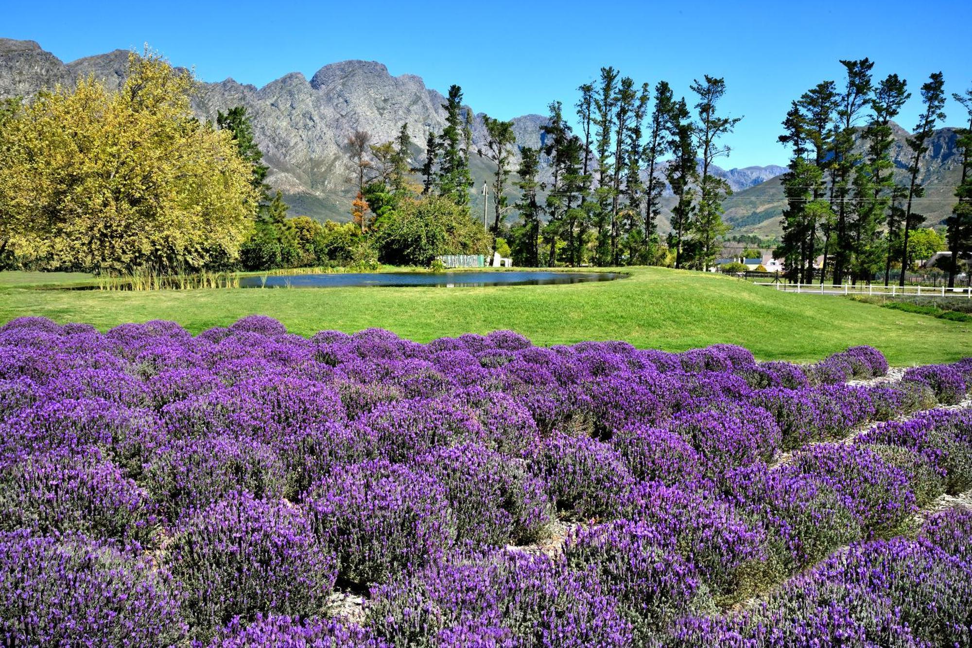 Lavender Farm Guest House Franschhoek Eksteriør billede