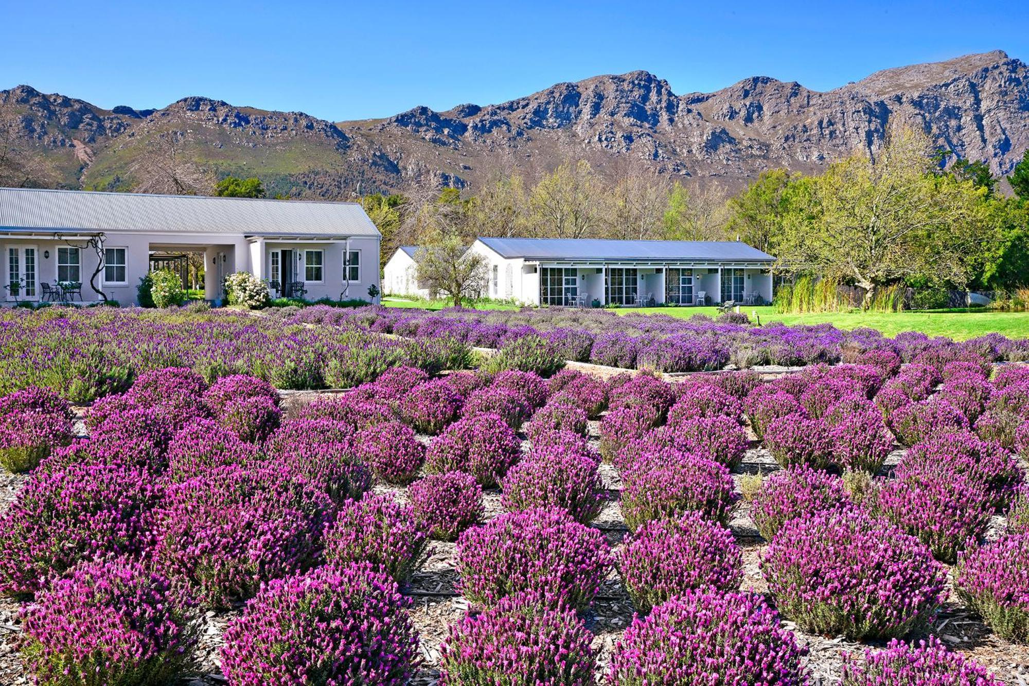 Lavender Farm Guest House Franschhoek Eksteriør billede