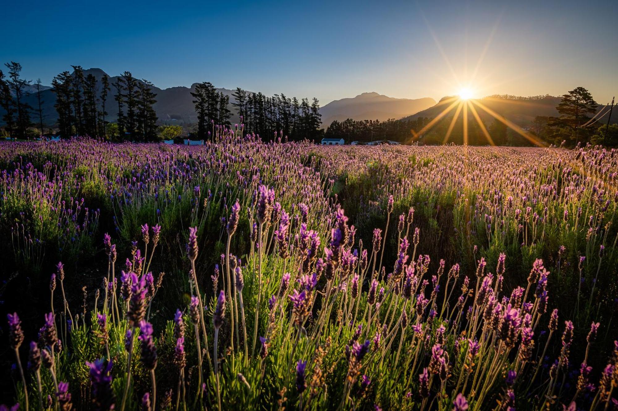 Lavender Farm Guest House Franschhoek Eksteriør billede