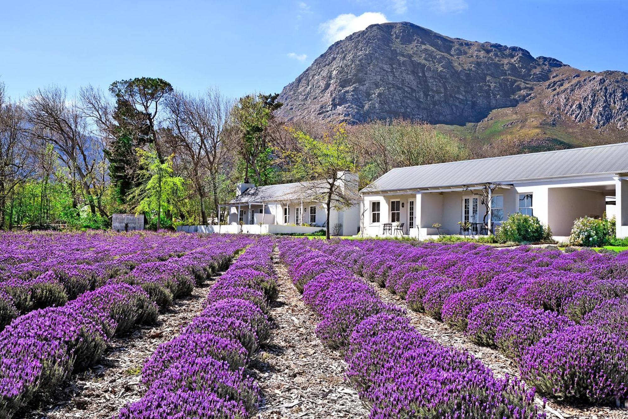 Lavender Farm Guest House Franschhoek Eksteriør billede