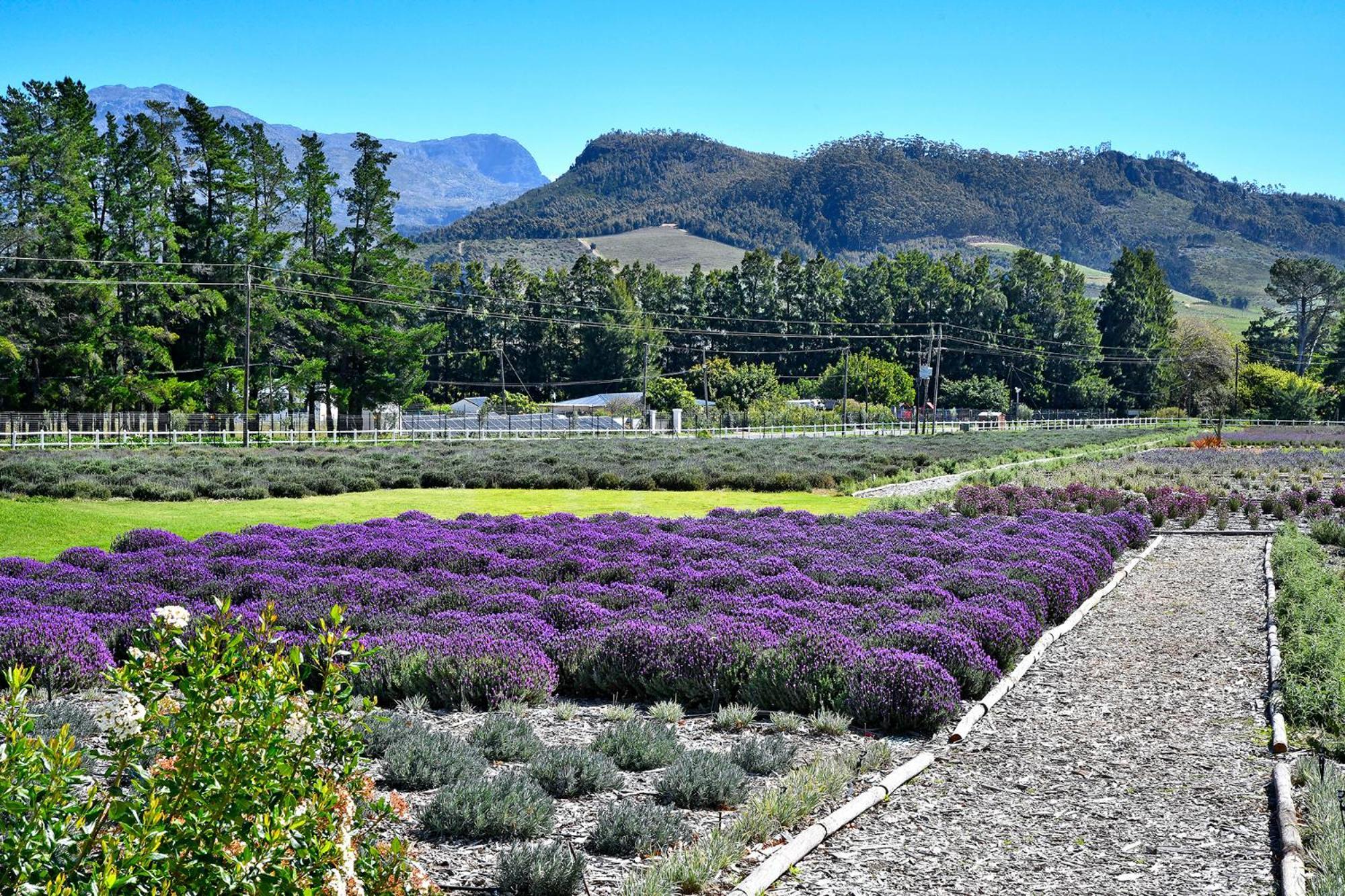 Lavender Farm Guest House Franschhoek Eksteriør billede